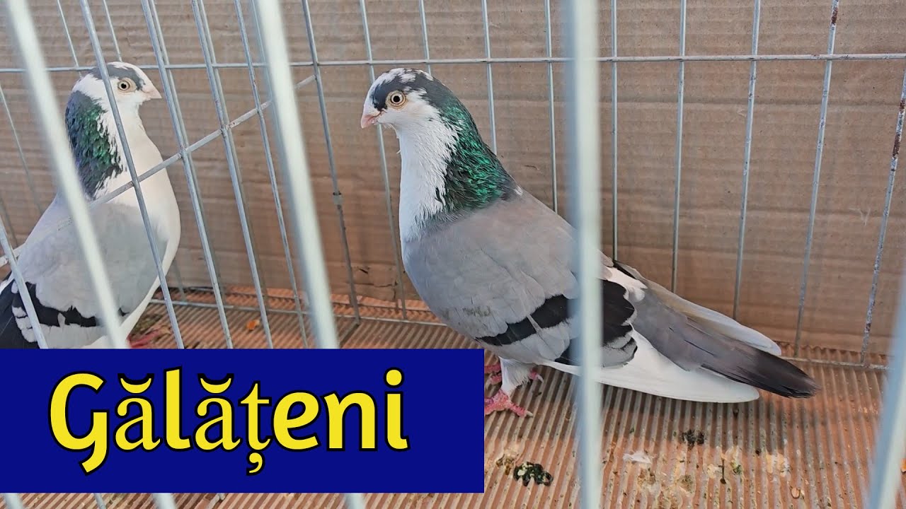 Expozitia porumbei Fauna Banatului 17-18.01.2026   Part 1