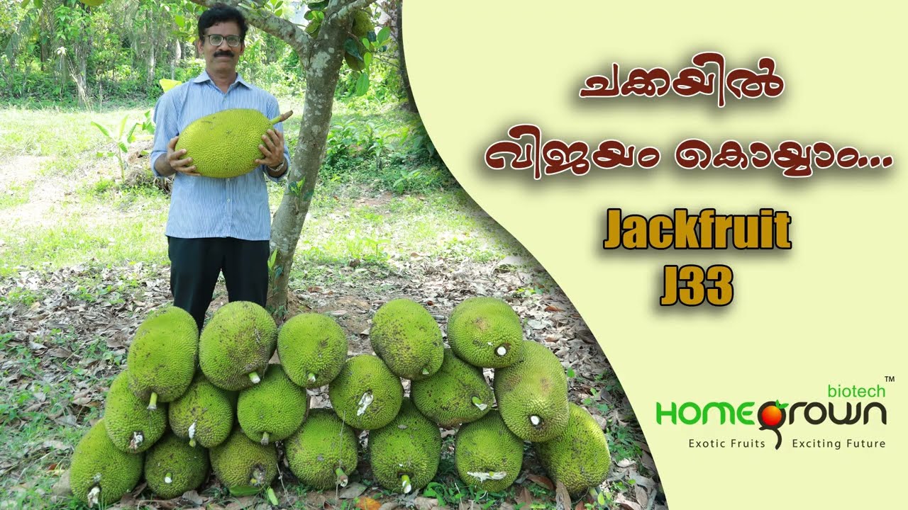 J33 Success Story / Jacob Paul Chalakkudy / വാണിജ്യ പ്ലാവ് കൃഷി