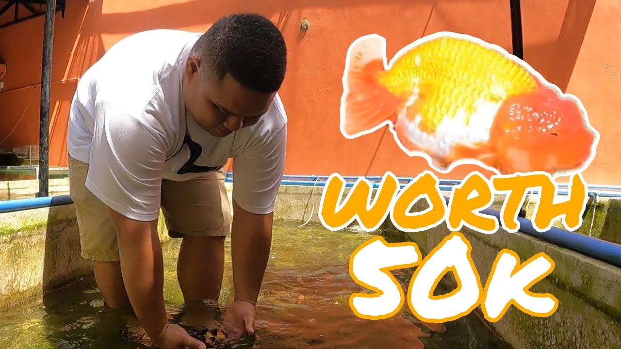 EP214. 50K WORTH GOLDFISH MATERIAL GAMIT NG 22 YEARS OLD NA BREEDER | GOLDFISH ADVENTURE