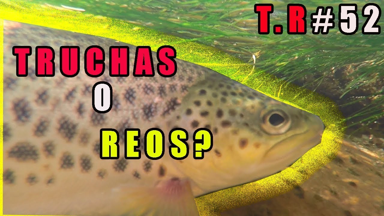 TRUCHAS O REOS? (PESCANDO EN EL RIO SELLA)