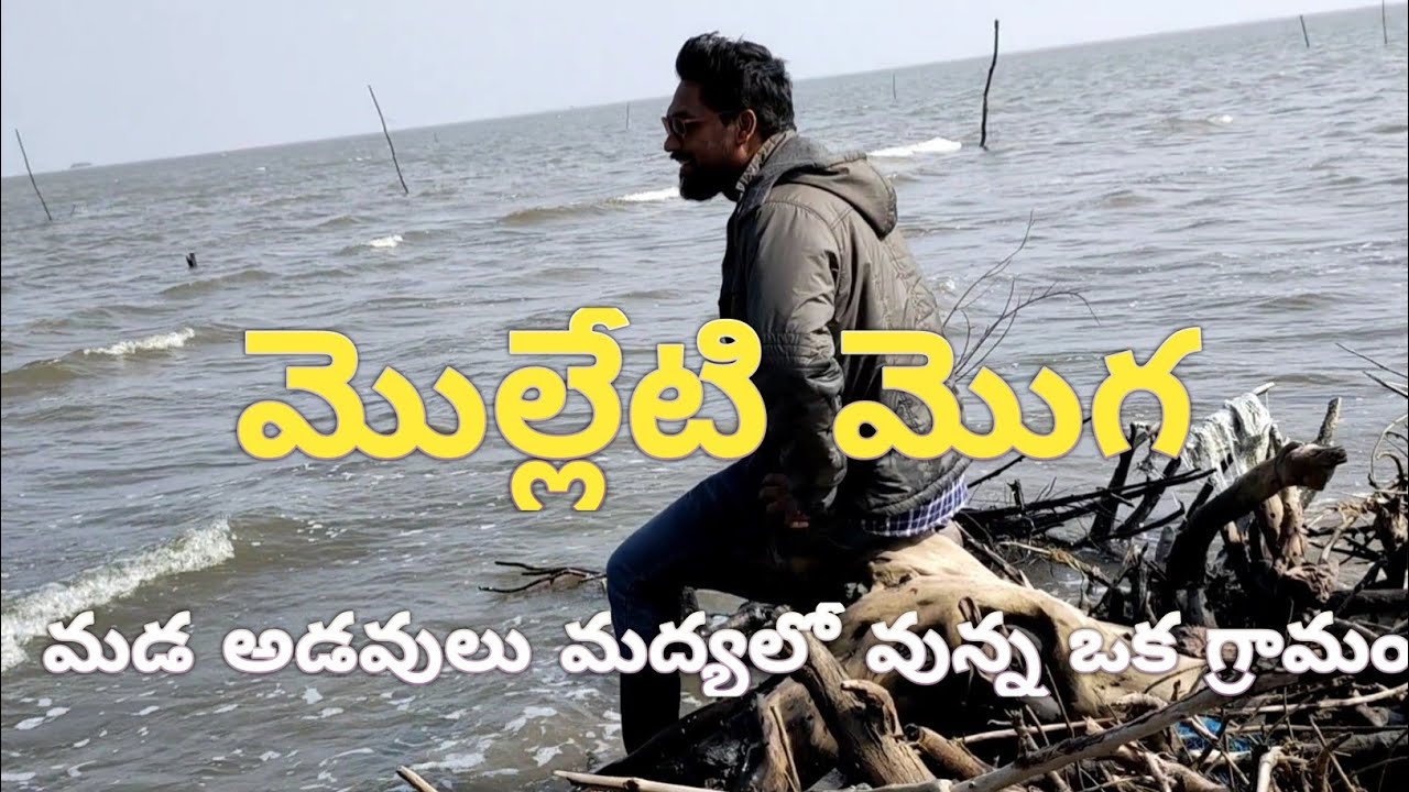 ll molleti moga village ll A village nestled in the middle of mangrove forests #eastgodavari#forest