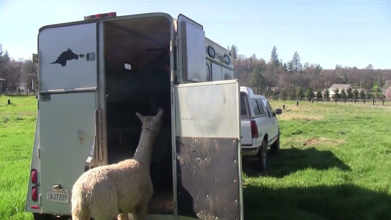 Alpha and Beta step up into a trailer.
