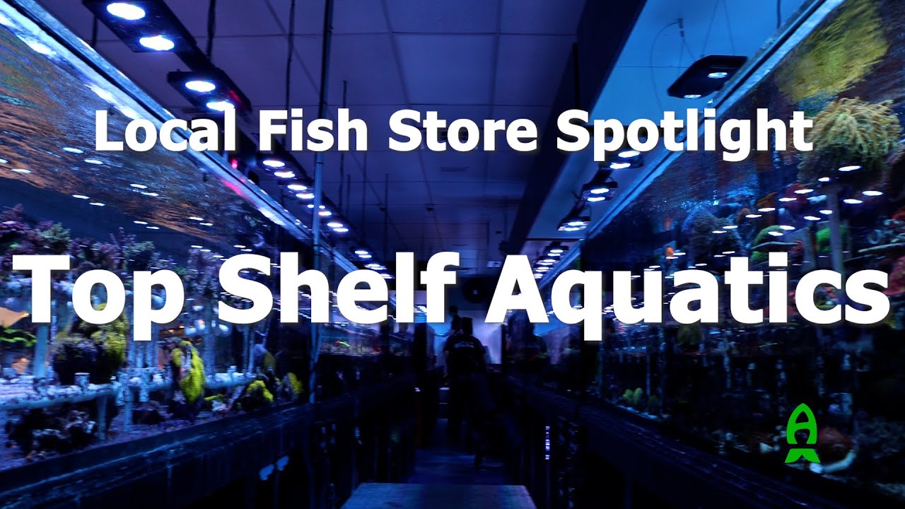 LFS Spotlight : Top Shelf Aquatics