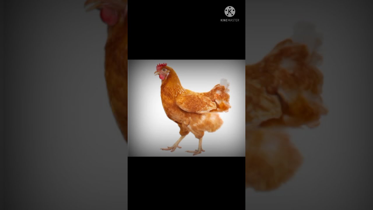 🐓Yummy Chicken🐔| Variety of chicken gravy | shorts | Sastha Samayal