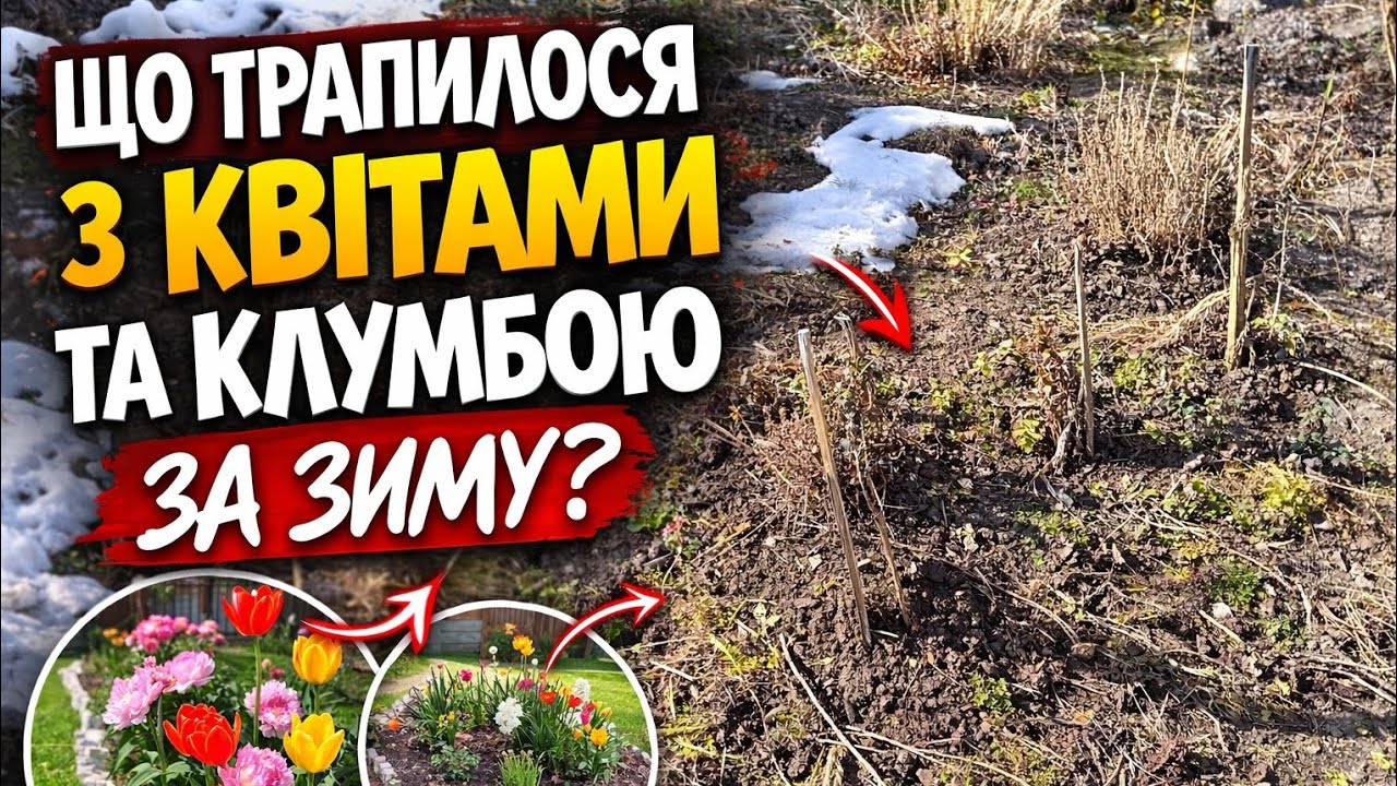 Що сталося з квітами на клумбі після зими? 😱