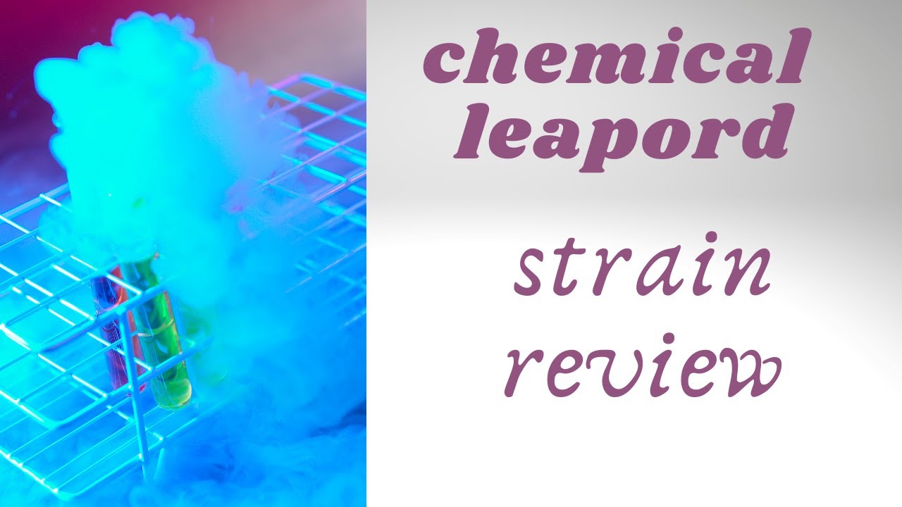CHEMICAL LEOPARD STRAIN REVIEW! BUDGET CANNABIS! CHEM DAWG X TRIANGLE KUSH X SOUR DUBB !