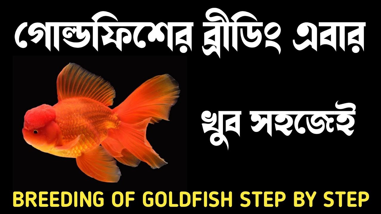 How to breed goldfish step by step in Bangla | গোল্ডফিশের প্রজনন কিভাবে হবে | Breeding of goldfish |