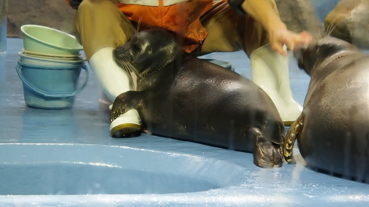 飼育員さんにくっついてるバイカルアザラシニコちゃんのごはん