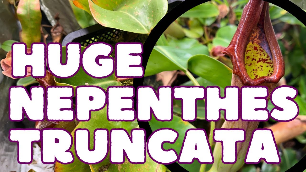 Huge Nepenthes Truncata Update And Carnivorous Plant Tour!