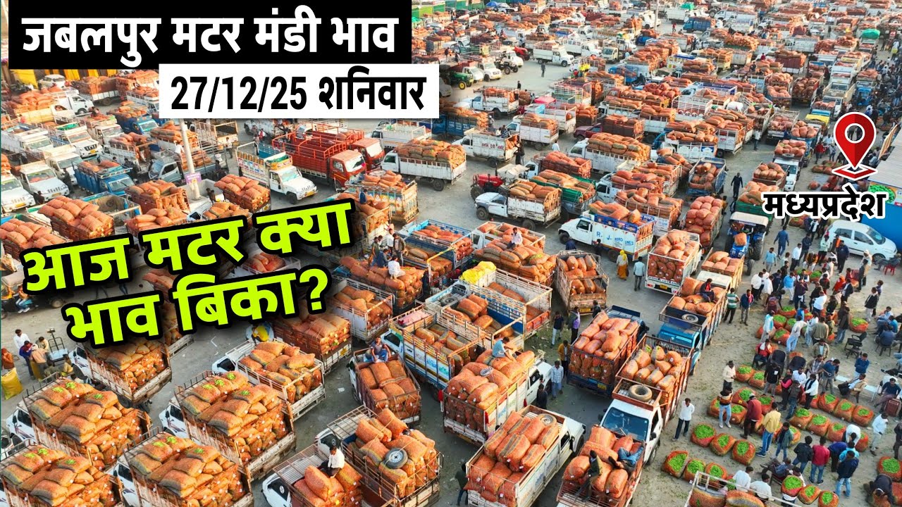 Jabalpur Matar Mandi Bhav Today 🫛 | 27/12/25 | ताज़ा भाव, आवक और बाजार स्थिति🫛matar mandi bhav