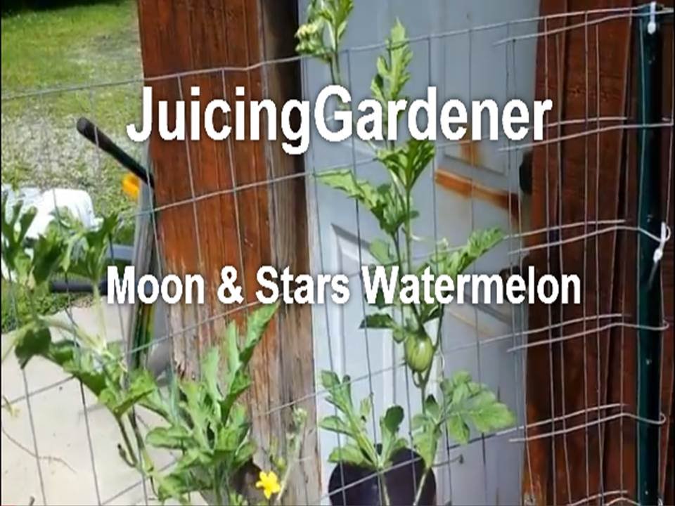 Moon & Stars Watermelon Growing Vertically - Just Pollinated on My Watermelon Wall