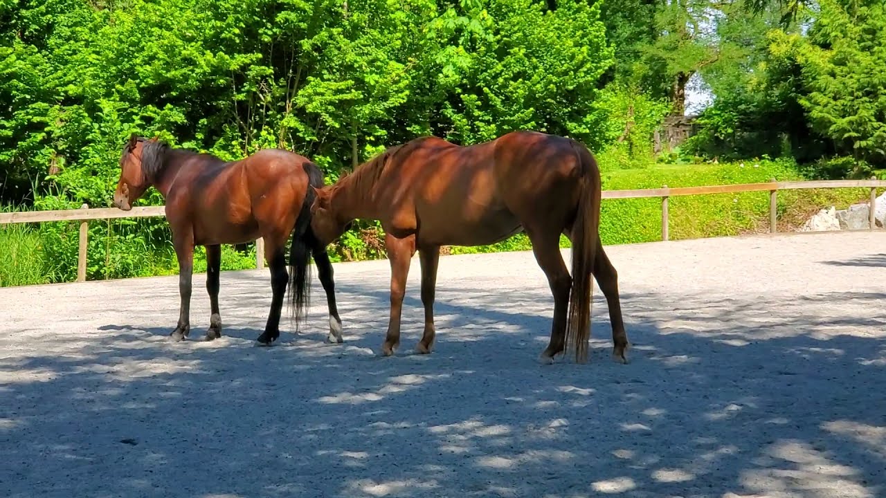 Horses Are Weird....