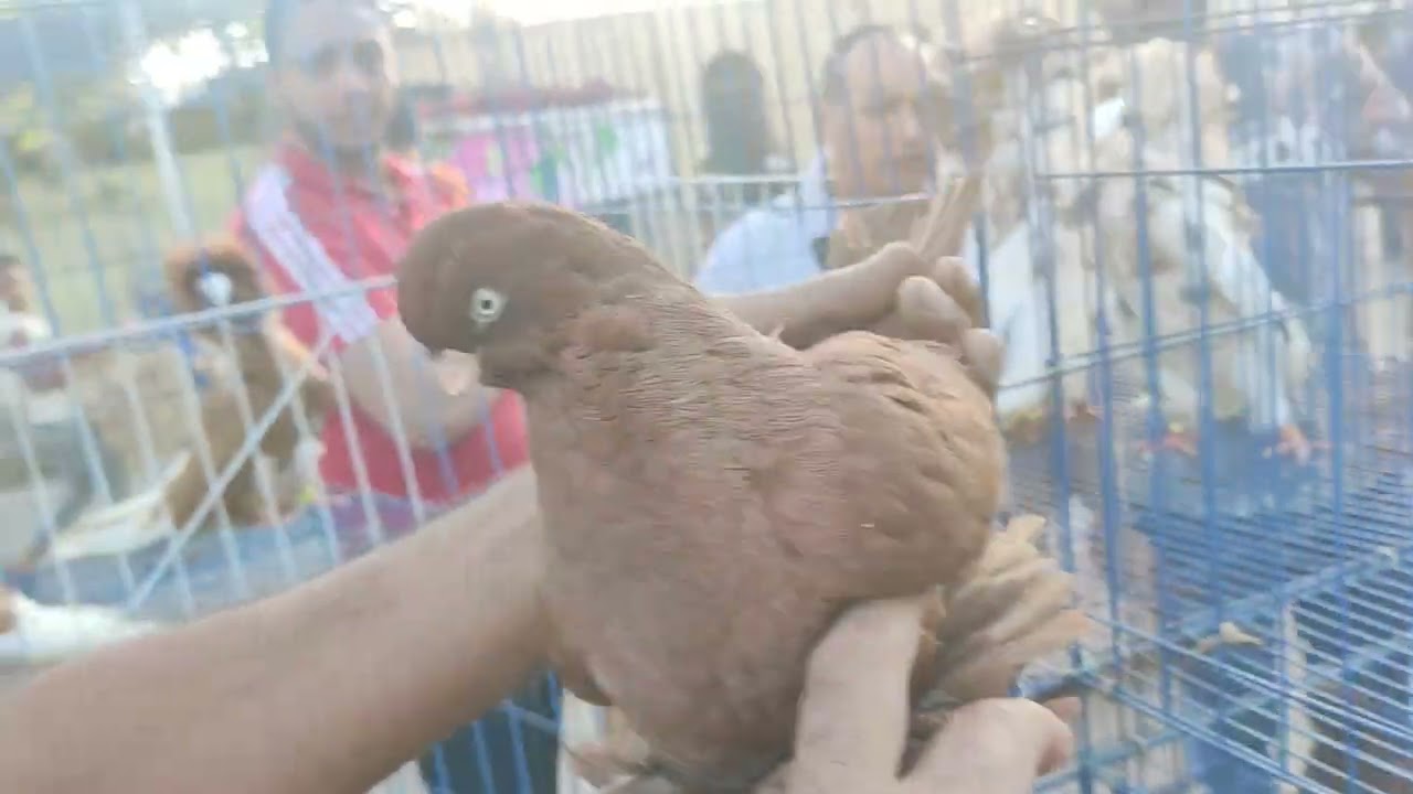 حوالي 100جوز من سوق السيدة عائشة وحمامي بفضل الله التواصل 01014178127