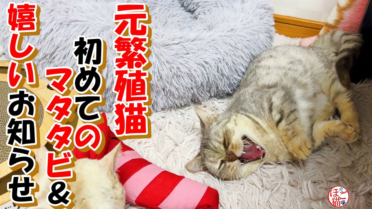 【野犬　保護犬　保護猫】初めての蹴りぐるみを貰った元繁殖猫達＆嬉しいお知らせ＋おまけコーナー