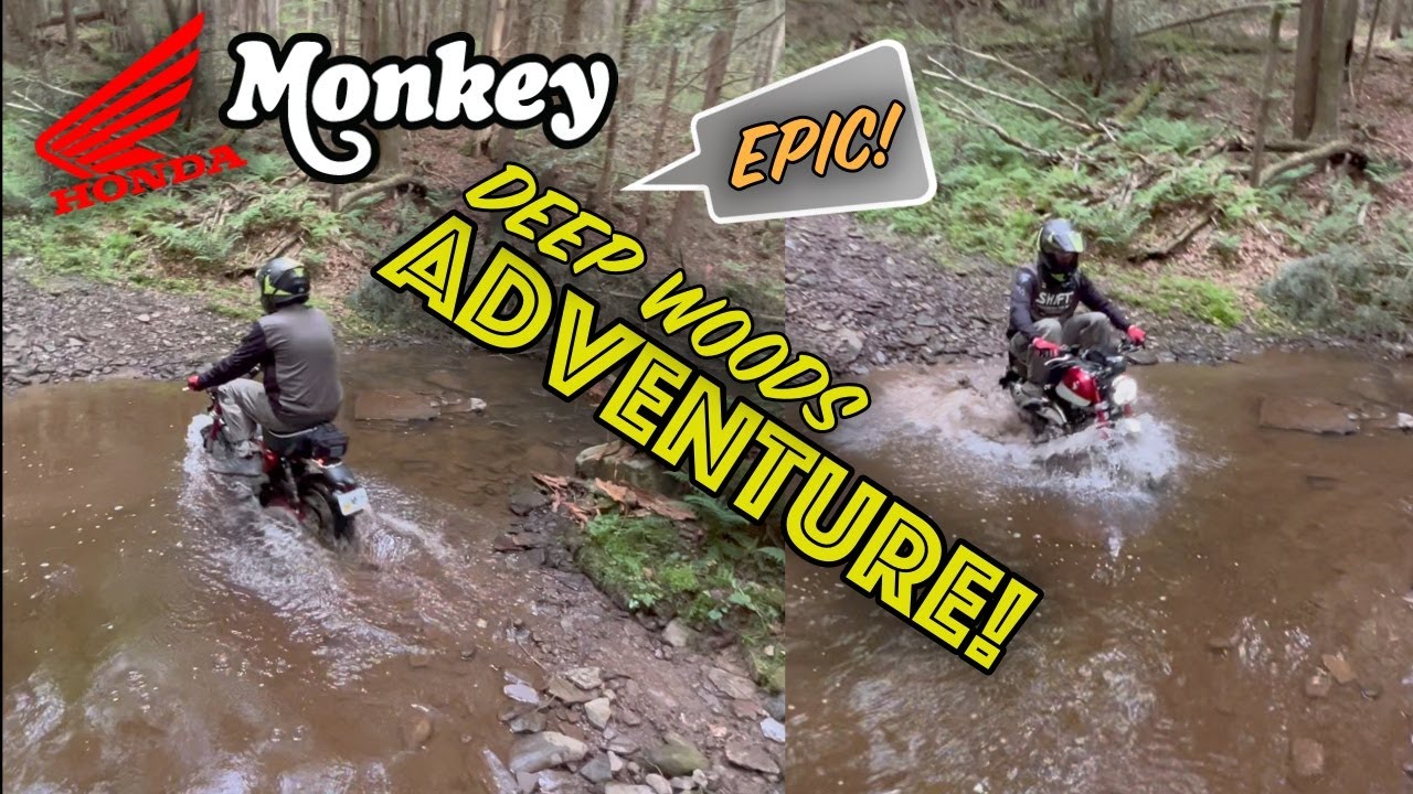 RUGGED DEEP WOODS ADVENTURE WITH THE HONDA MONKEY 125! How well does it handle the heavy stuff?