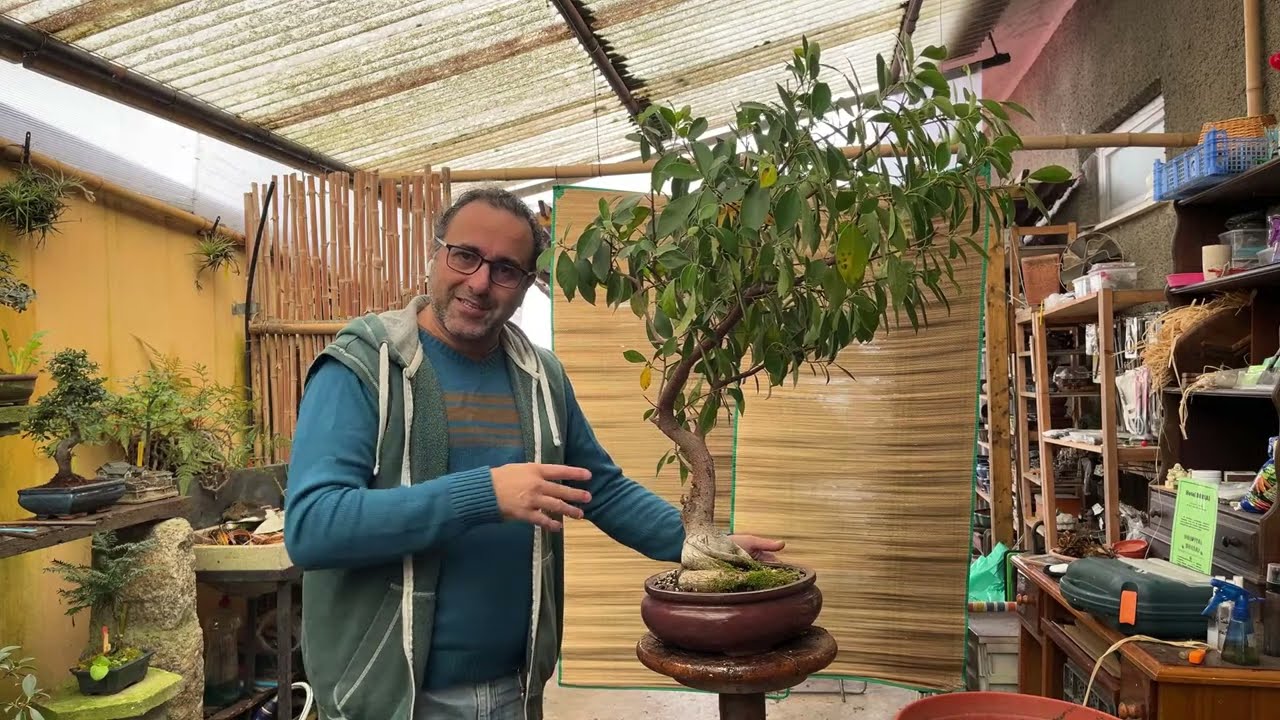 Ficus bem grande. Parte 1