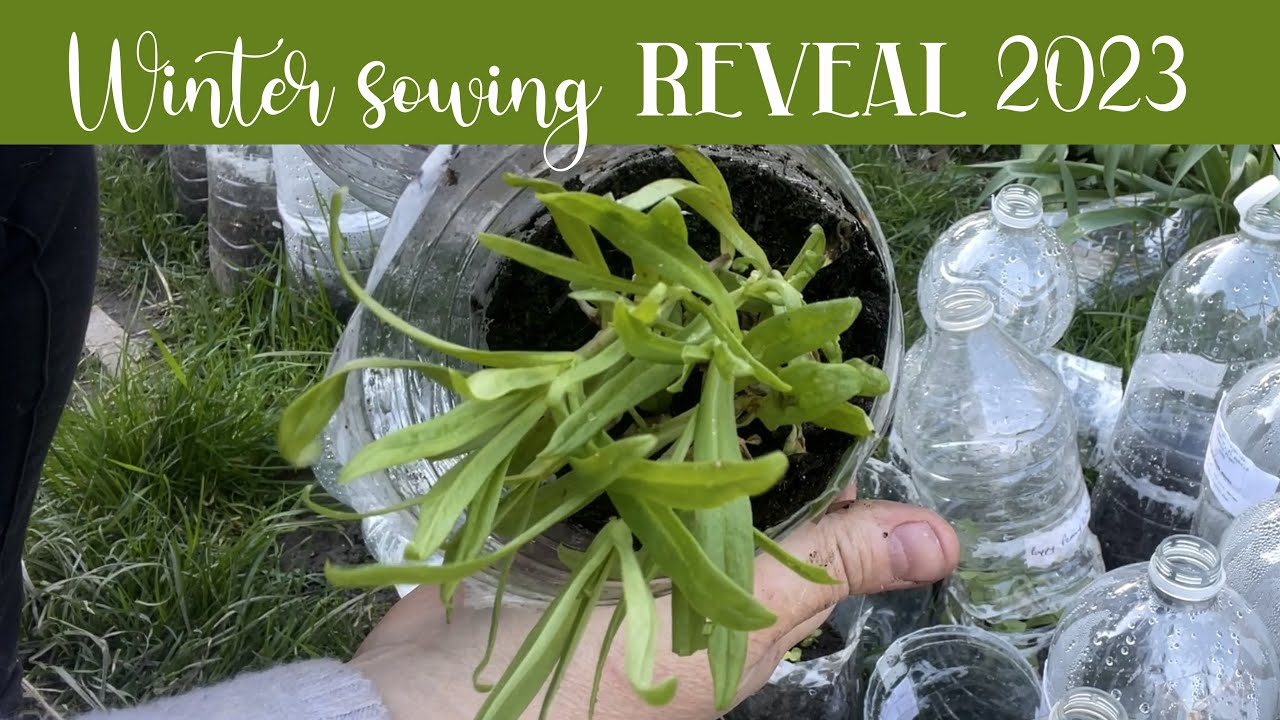 Winter sowing reveal 2023 (Larkspur, bells of Ireland, Craspedia, peony poppies, salvia & lots more.