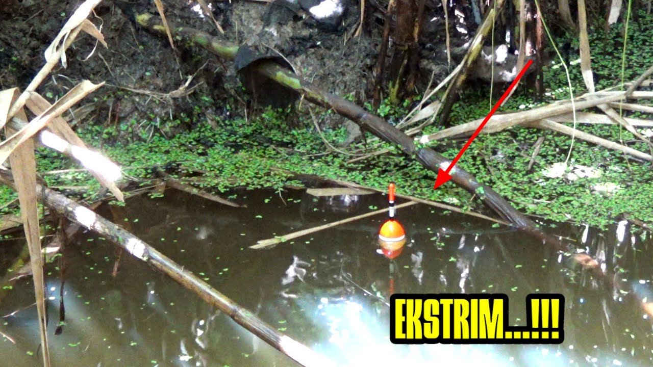 Astaga ...!!! Pemancing Sampai Heran Menemukan Spot Pedalaman Yang Di Huni Ikan Predator