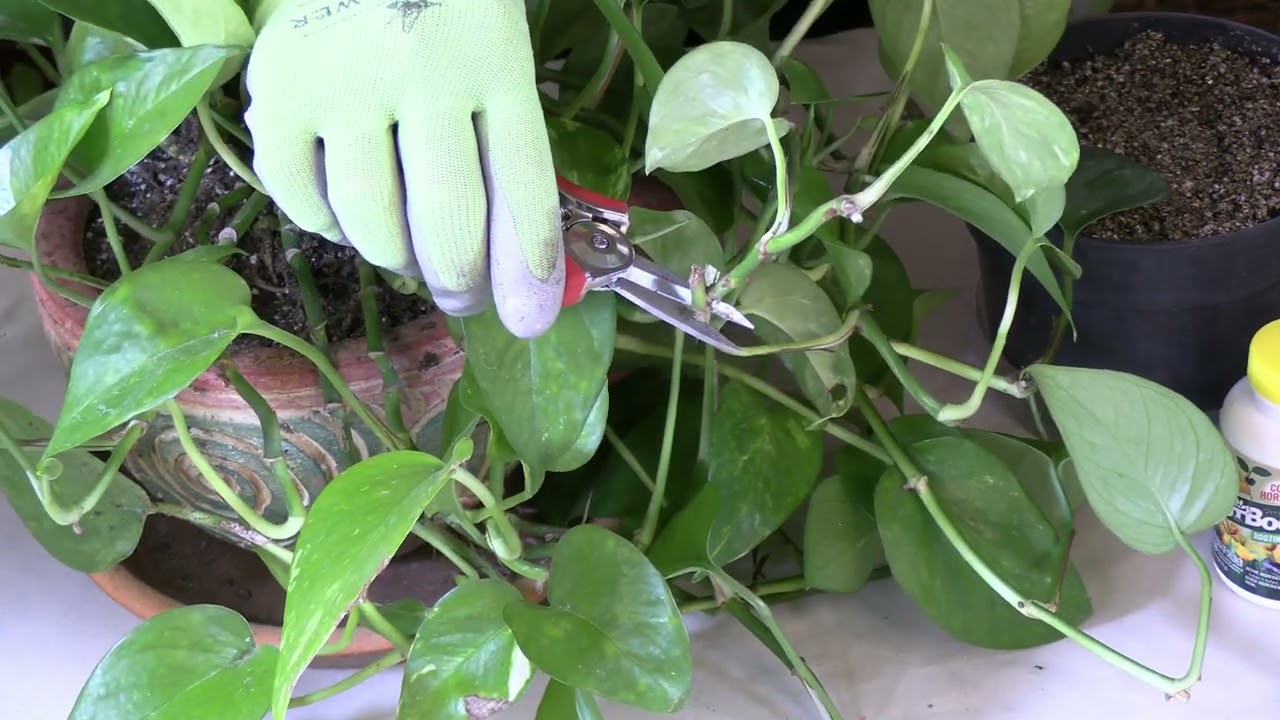 How to Root Pothos in Soil (Rooting Medium) / Viewer Inspired (Part 1)