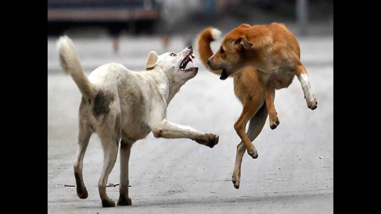 Kerala stray-dog menace