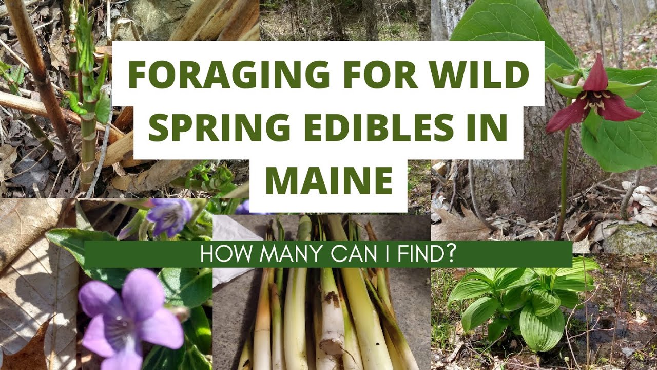 Nature's Abundance: Foraging for Spring Edibles in Maine's Pristine Wilderness