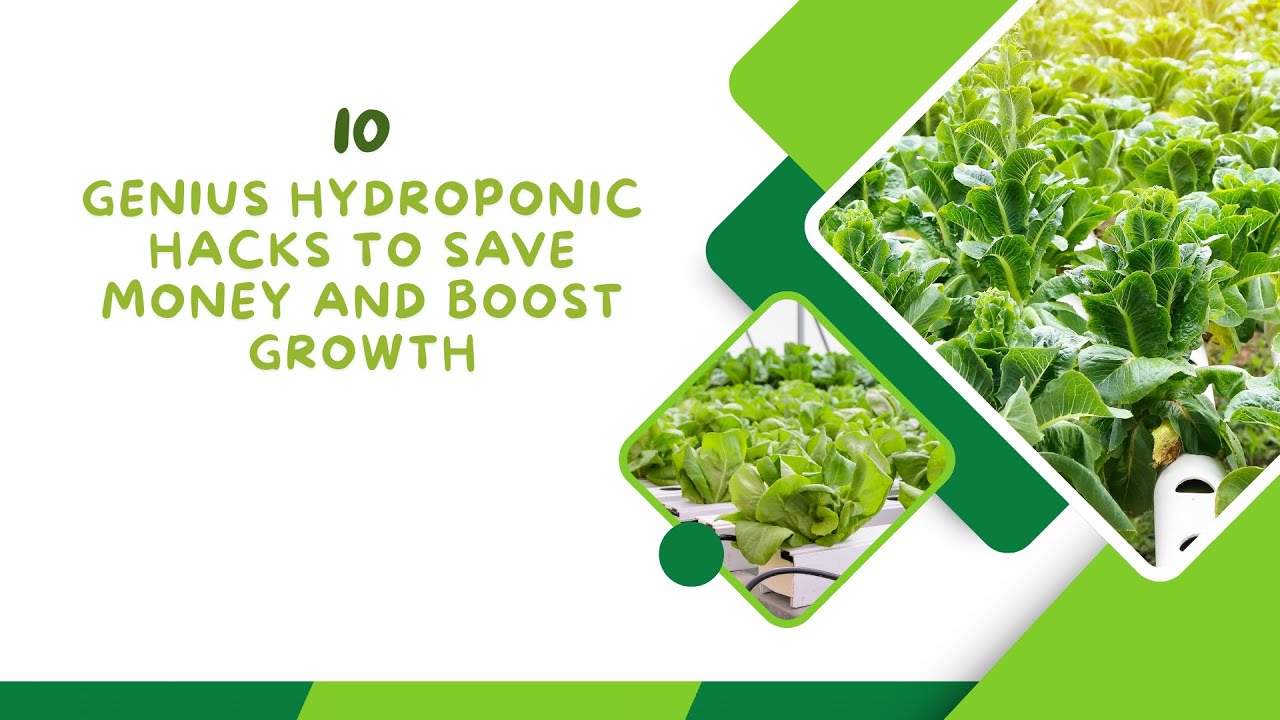 10 Genius Hydroponic Hacks: Save Money & Boost Growth 💧💡 | #HydroponicHacks #GrowthTips #EcoSavings