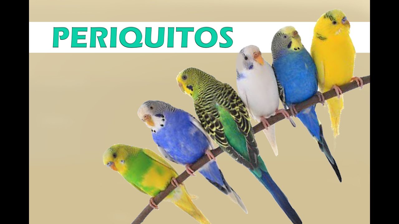 Precisamos falar sobre PERIQUITOS!