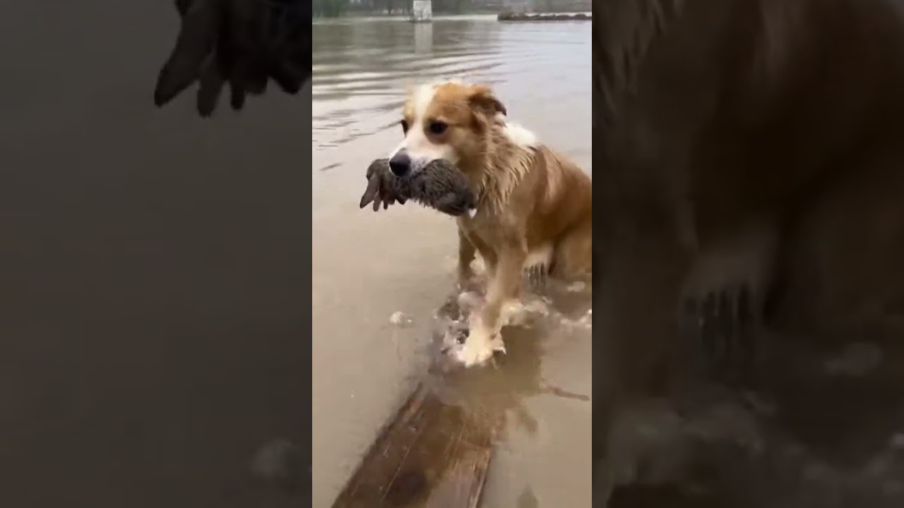 Brave Dog Rescues Bunny from Raging Floodwaters #DogHero #AnimalRescue #InspiringTales