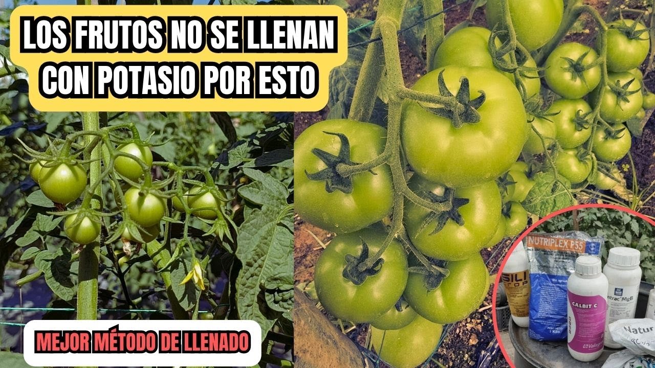 CULTIVO DE TOMATES EN INVERNADERO Y SU FERTILIZACIÓN IDEAL CON POTASIO