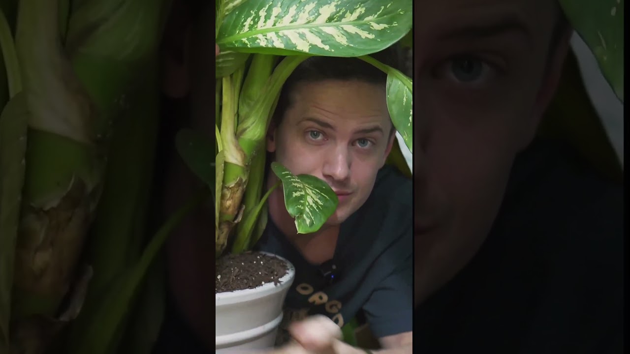 An easy tip for yellow leaves on your houseplant. #plants