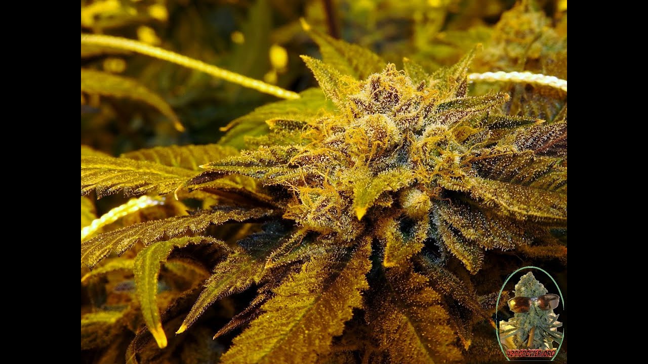 BLACK BANANA COOKIES DAY 60