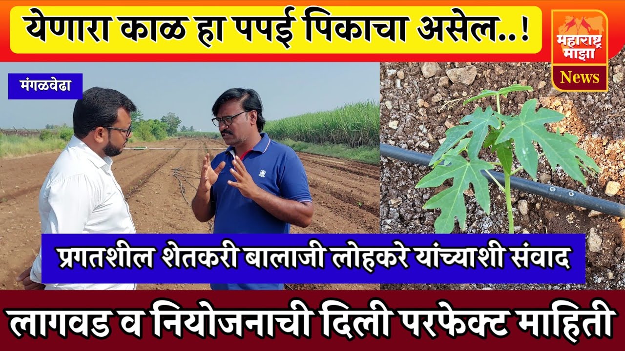 ♦️पपई लागवडीत मोठी संधी ! बालाजी लोहकरे यांच्याशी संवाद, लागवड व नियोजनाची दिली परफेक्ट माहिती👌
