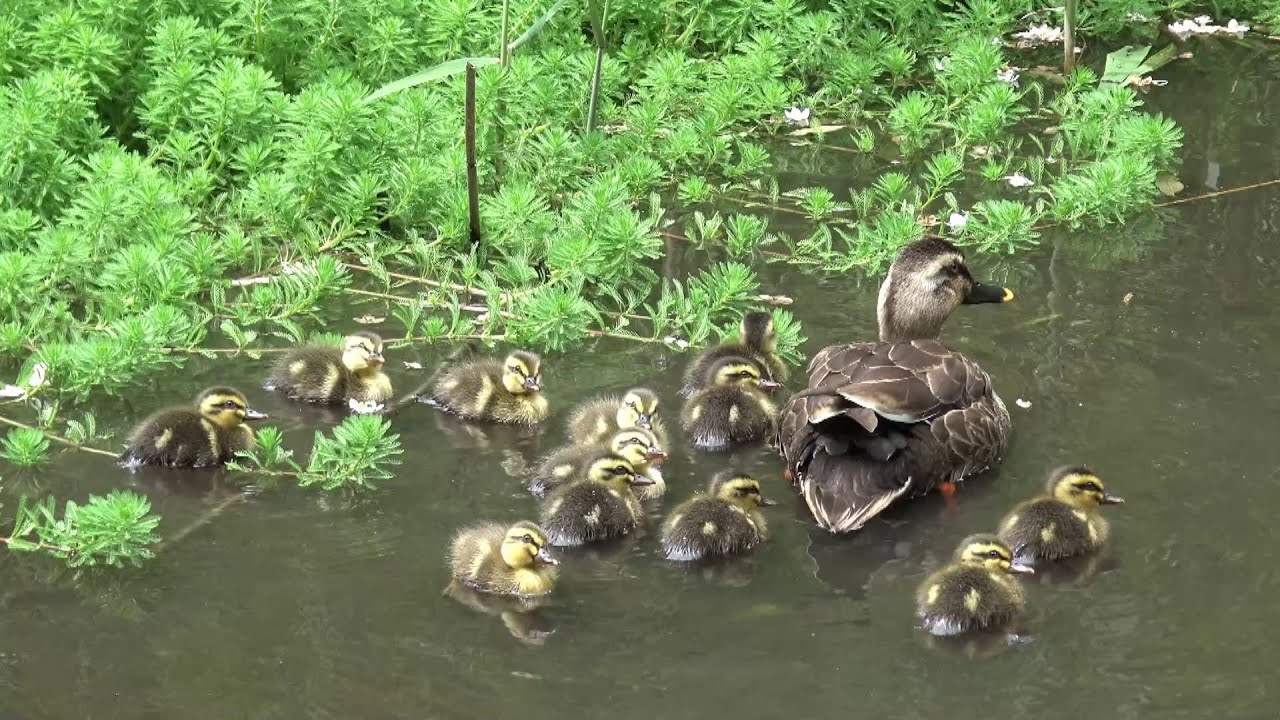 徳生カモリン子育て日記 Season 2 その１ カルガモ成長記録 2021.5.12