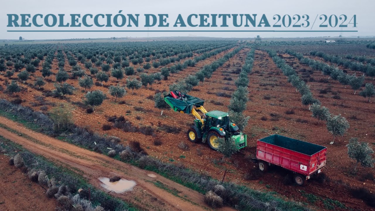 RECOLECCIÓN DE ACEITUNA 2023 (solano horizonte) JOHN DEERE 6520 / 3º VLOG AGRICULTURA