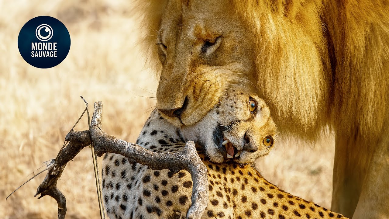 Les Attaques De Lions Les Plus Mortelles Jamais Capt&eacute;es Sur Terre | Animaux Sauvages