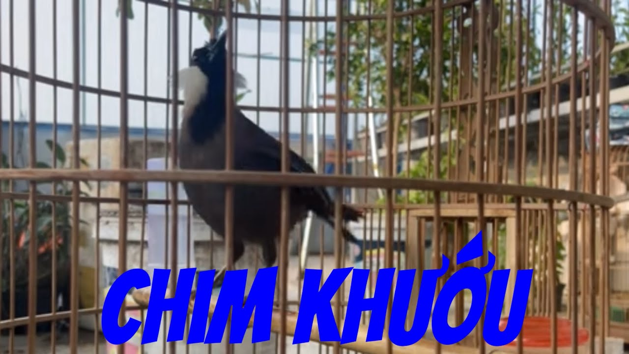 Khướu hót hay