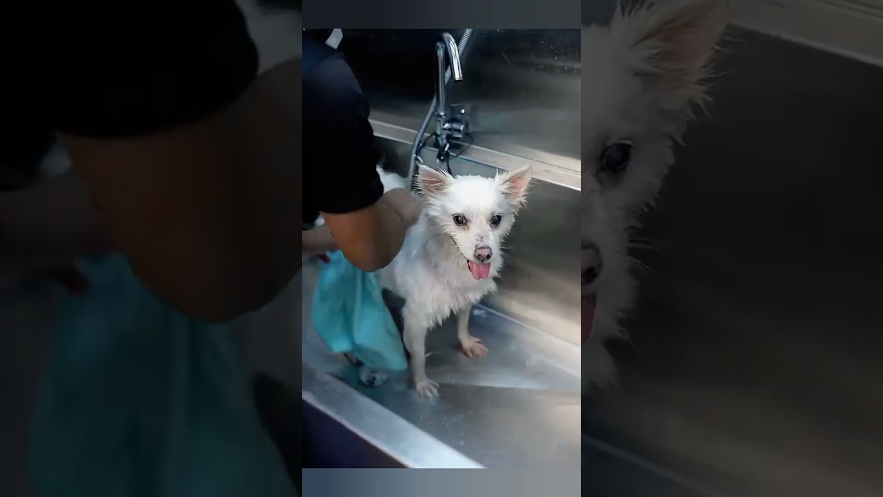 Dog grooming !! Dog hair cut 🐶#cute #puppy #ytshorts #funny #shorts #grooming