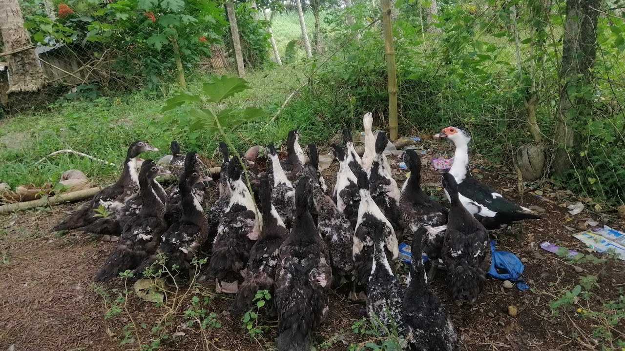 TAMANG PAG-AALAGA SA BAGONG PISANG BIBE