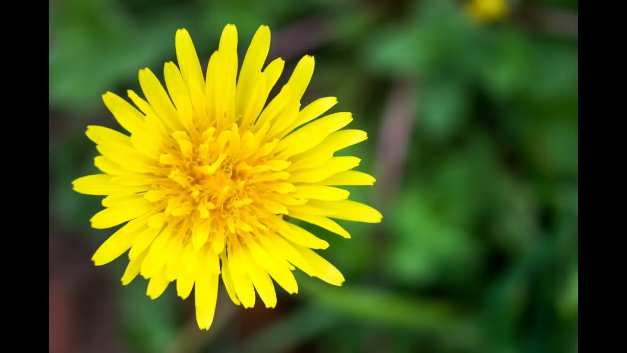 Lord Winter - Dandelion