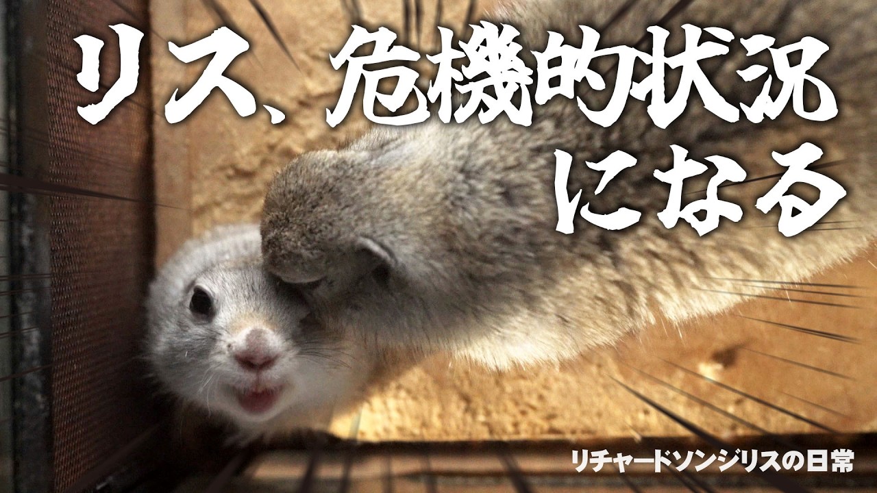 ハマったリス【リチャードソンジリス】