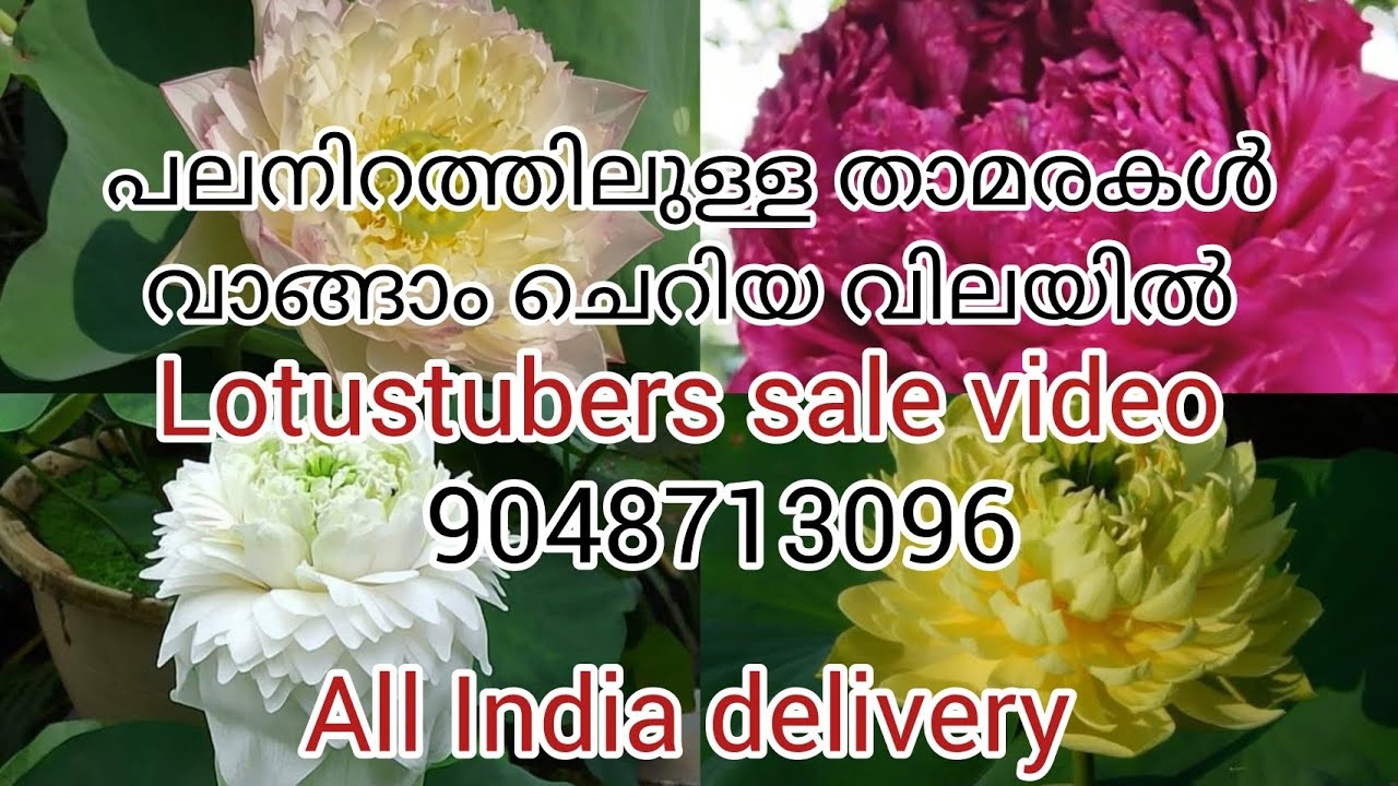 പല നിറത്തിലുള്ള താമരകൾ വാങ്ങാം /@summerflowers786 /9048713096