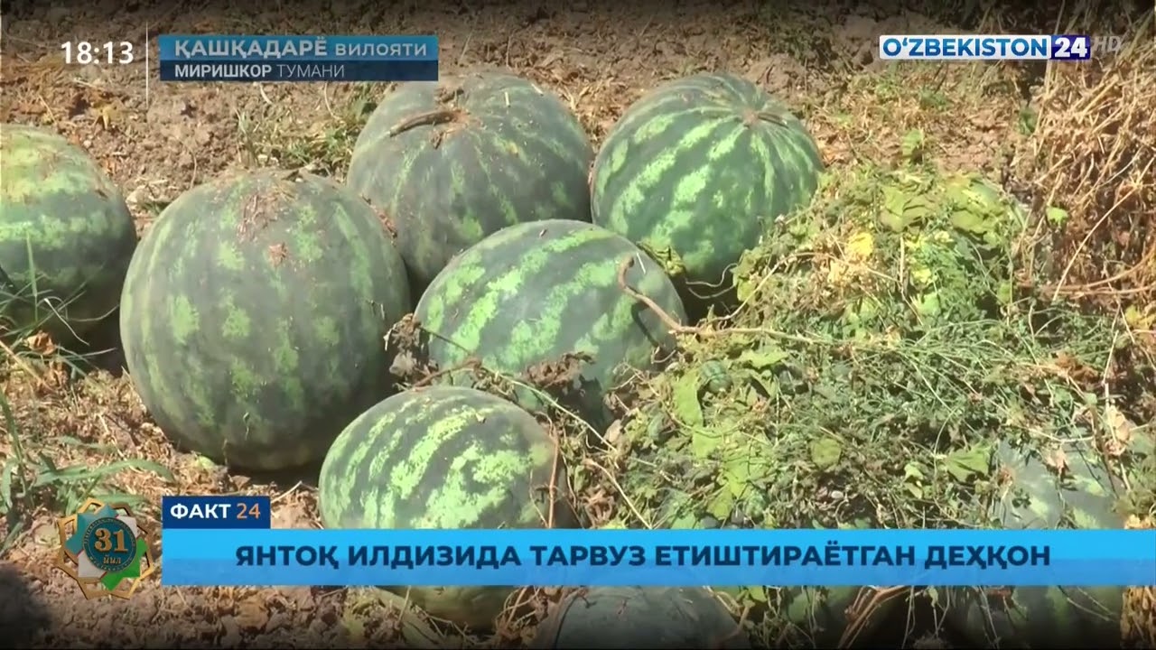 Миришкор туманида - Янтоқ илдизида тарвуз етиштираётган деҳқон