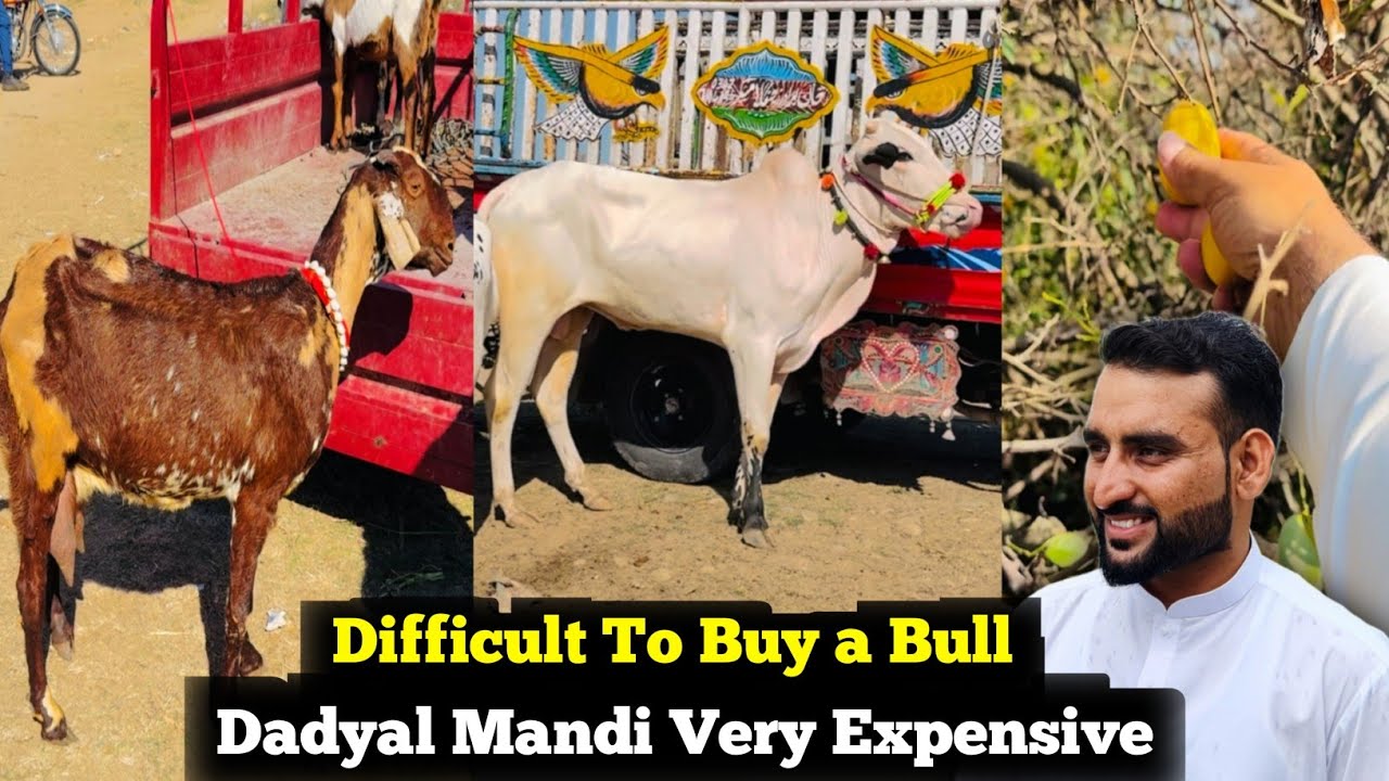 It Became Very Difficult For me To Buy a Bull 🦬 || Dadyal Mandi Very Expensive ||