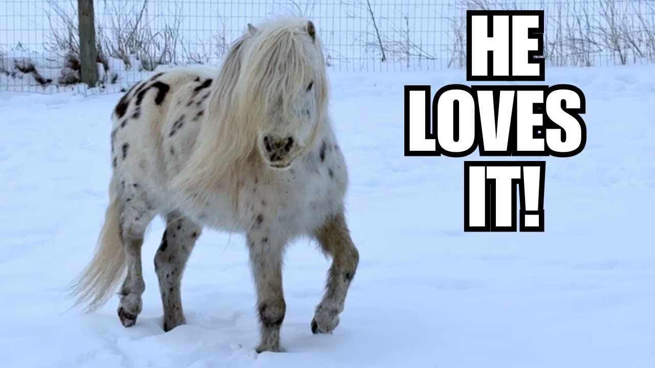 MONTANA winter is hard on humans ~ but HORSES love it!
