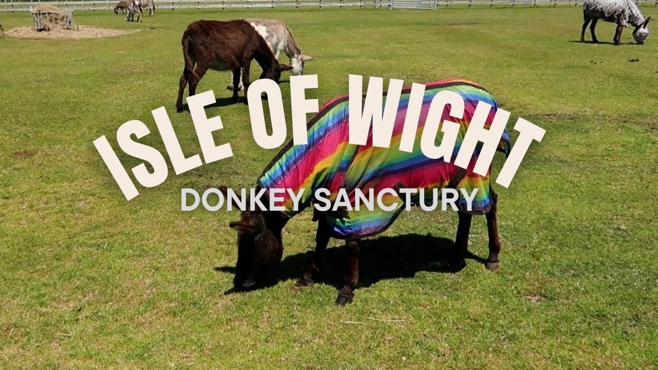 ISLE OF WIGHT Donkey Sanctuary