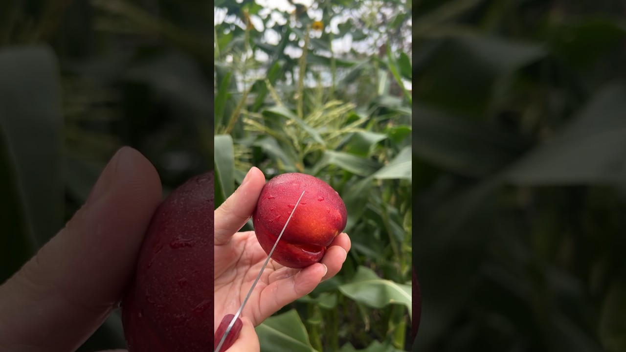 Nectarine, (Prunus persica) Fruit Cutting Skills #cuttinggarden #cuttingfruit #cuttingskills