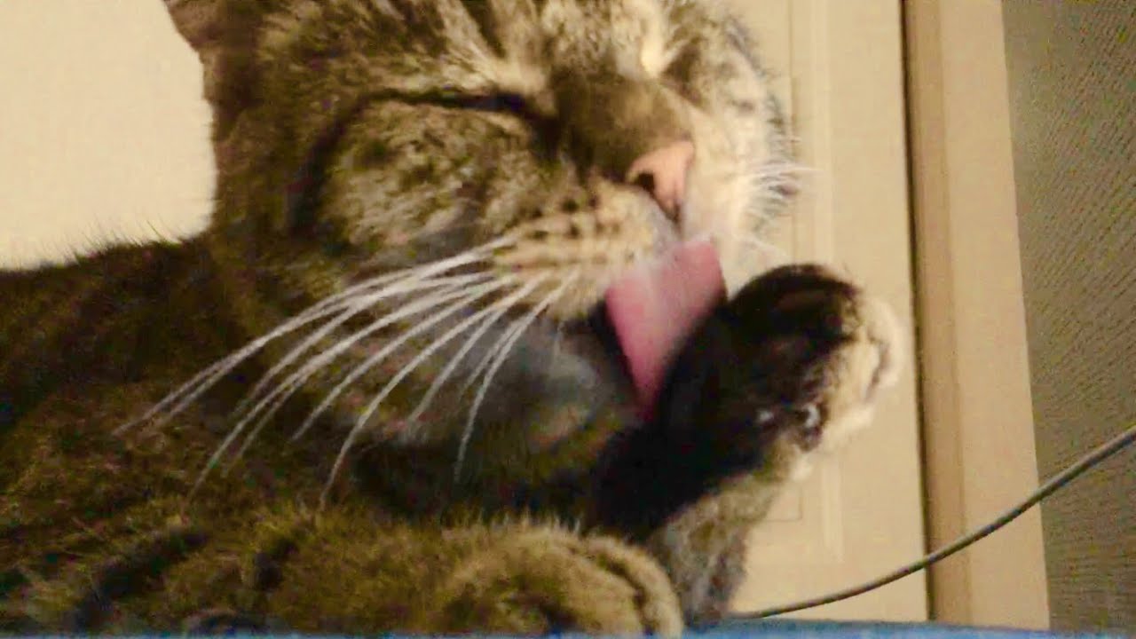 ASMR - Cat licking paw - 13 minutes