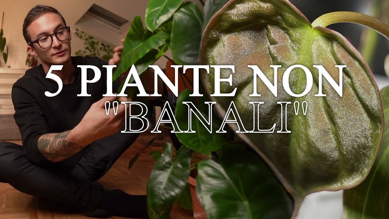 5 PIANTE NON 