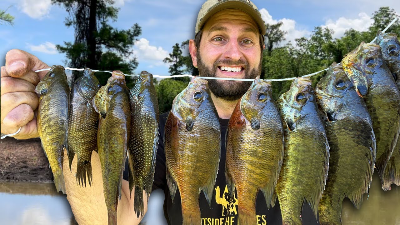 Fishing a Public Spot for Bream as Big As My Hand | Panfish Catch and Cook