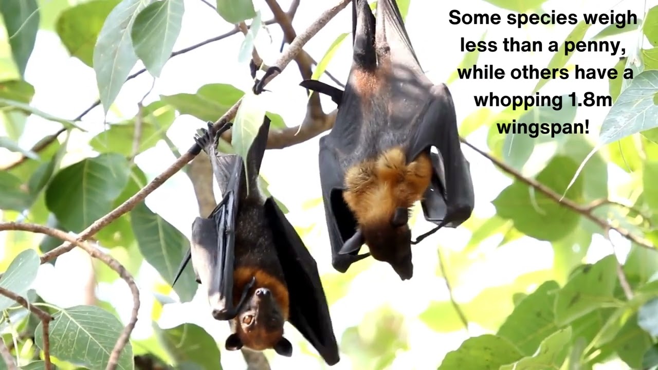 Bat Facts